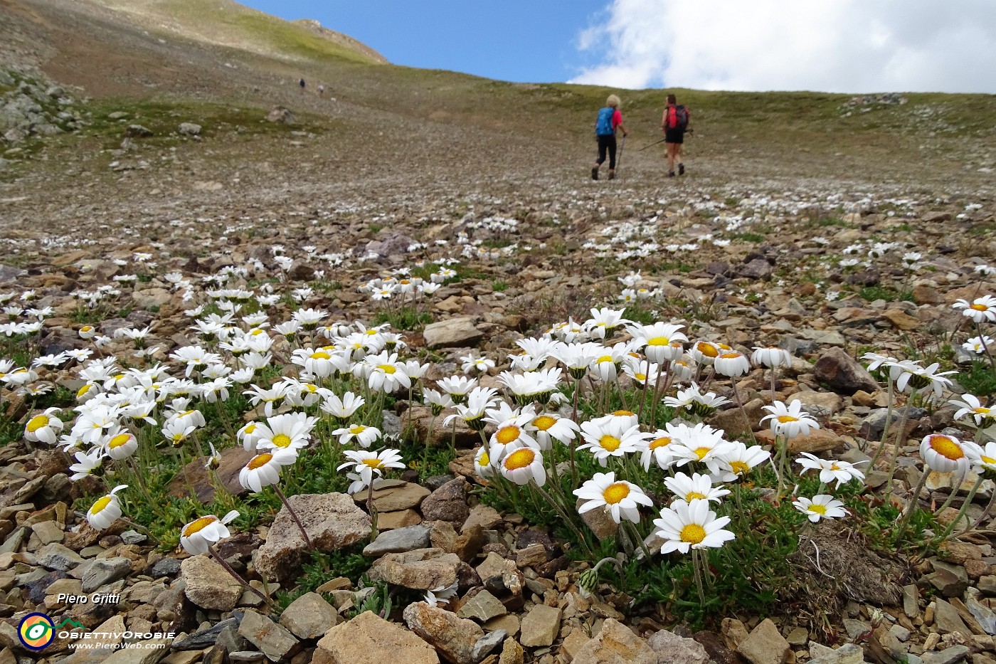 45 Distese di margherite d'Alpe .JPG